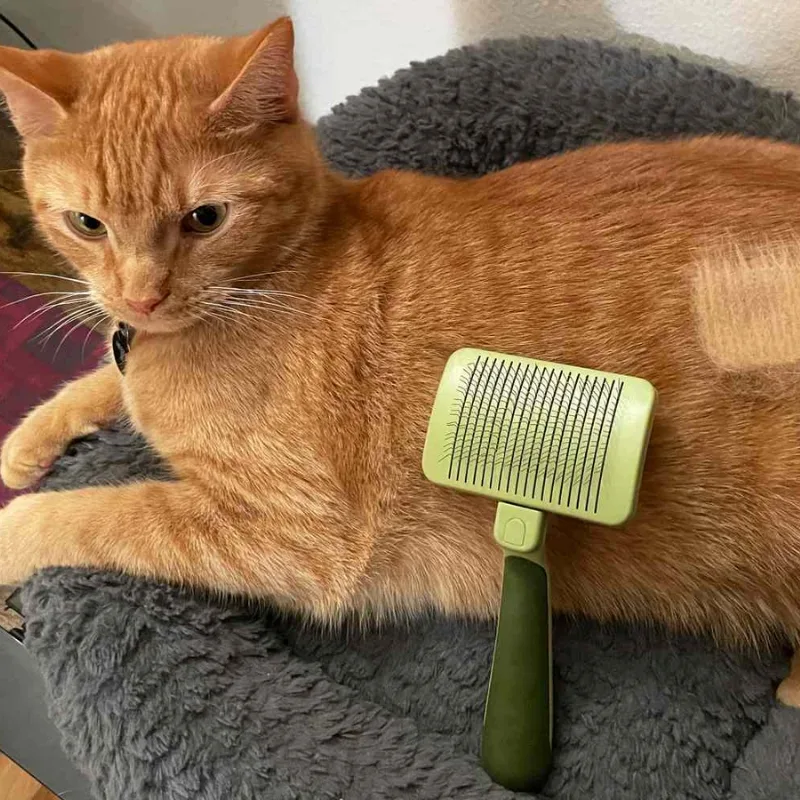 Safari Cat Comb