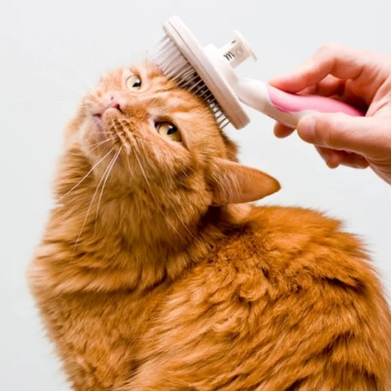 a cat brush offers numerous benefits