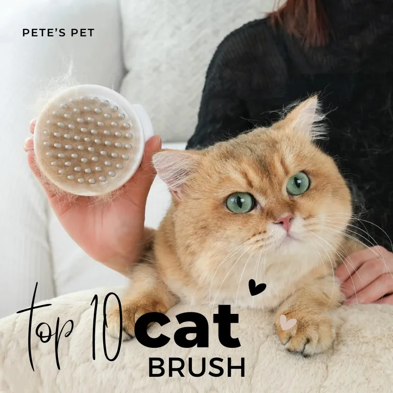 Top 10 Cat Brushes You Must Try Today For a Healthy, Shiny Coat