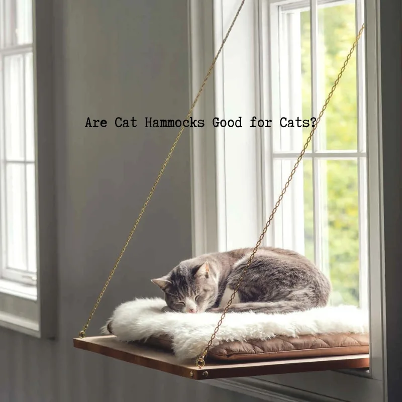 Are Cat Hammocks Good for Cats? Uncover the Benefits and Risks