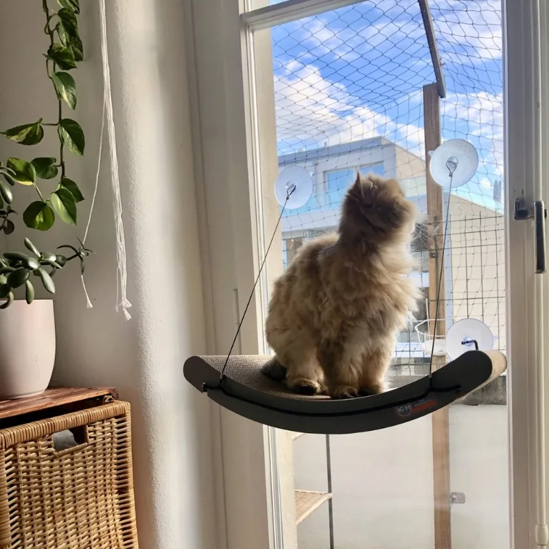 kitten comfortably looking out the window