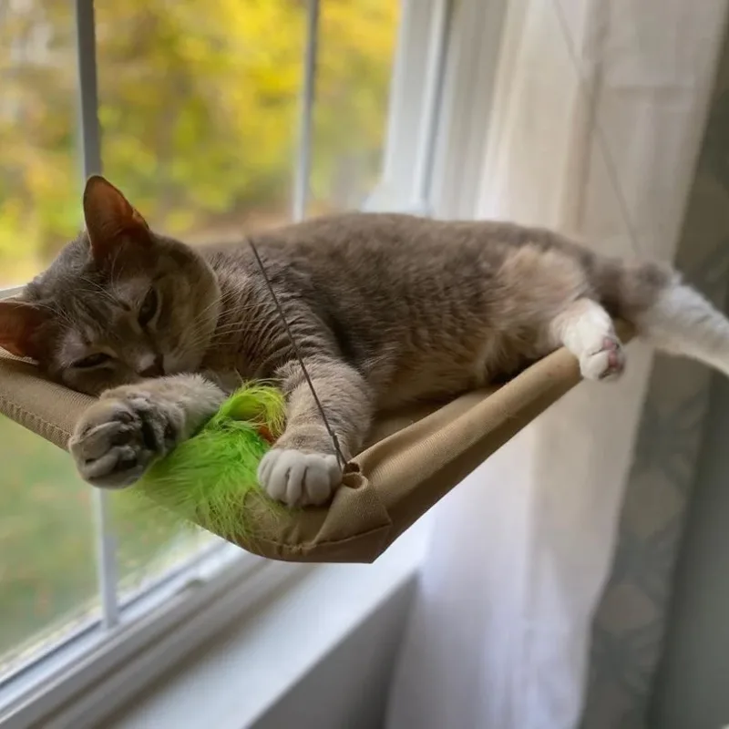 Cat Enjoying a Sunny Spot 