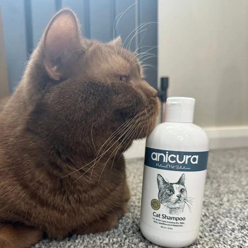 Cat shampoo is a specially formulated cleaning product