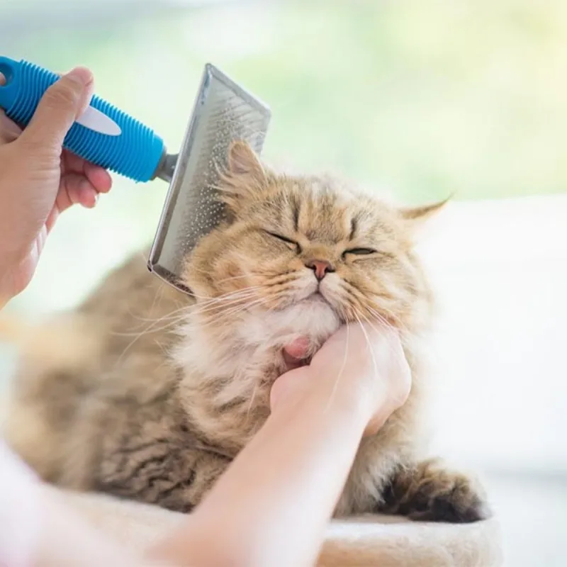 Brushing Is Important for Cats