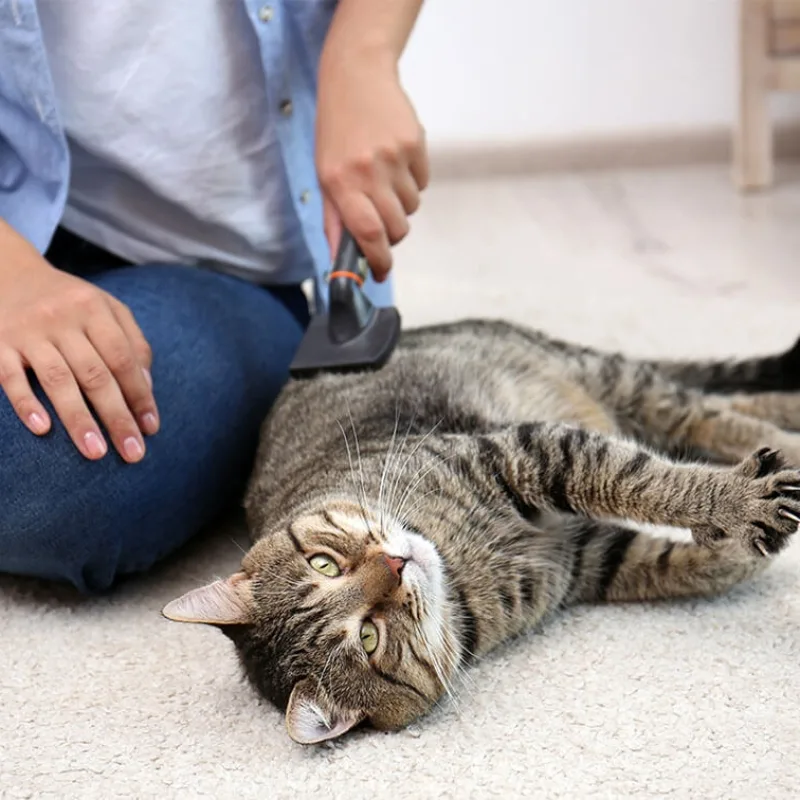 Happy Cat with a Brush