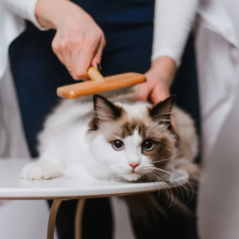 Perfect Cat Grooming Tools