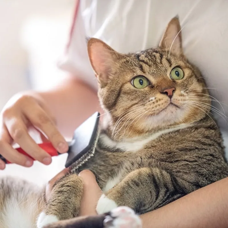 Relaxed Cat Enjoying Grooming