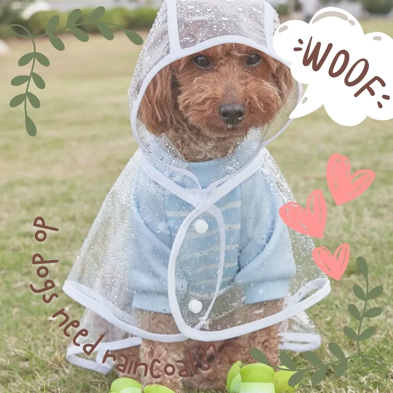 Do Dogs Need Raincoats? Learn Why and How