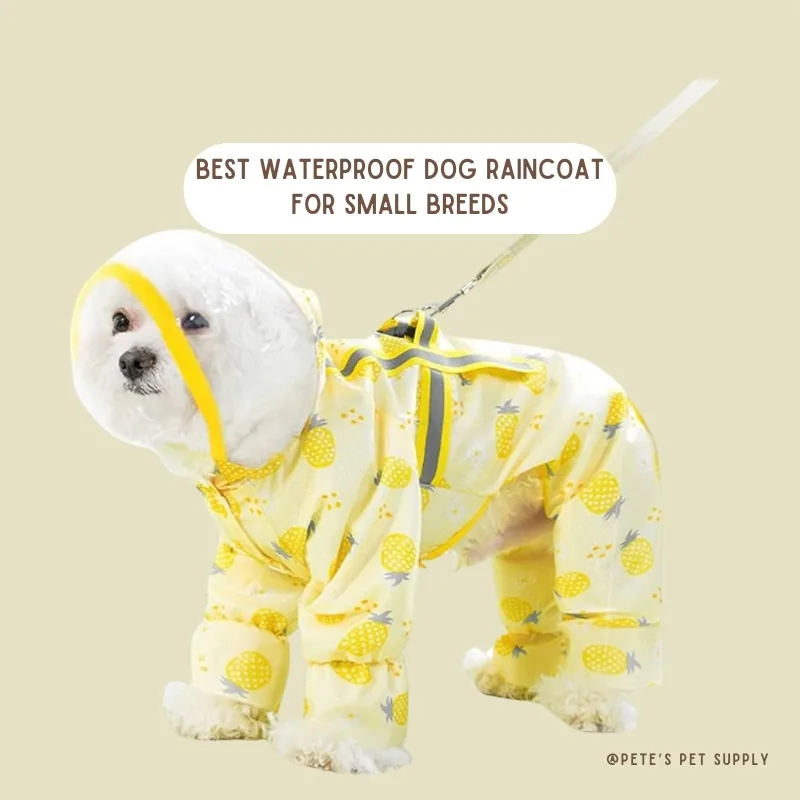 Best Waterproof Dog Raincoat for Small Breeds