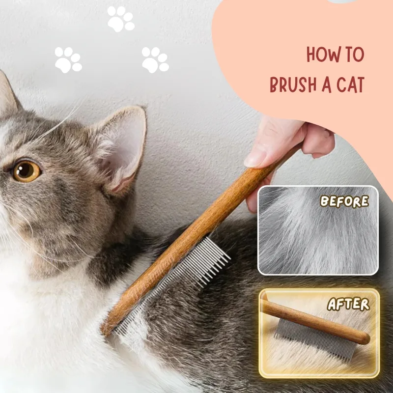 Ultimate Guide on How to Brush a Cat Effectively