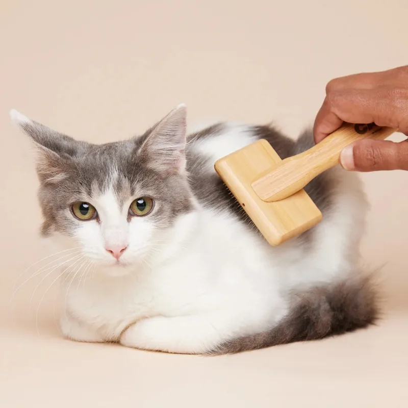 Preparing Your Cat for Brushing