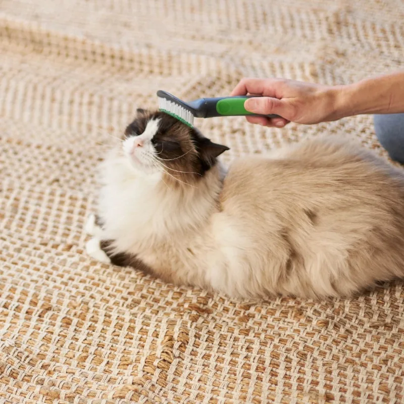 Brushing removes dirt, dander, and loose hairs from your cat's coat.