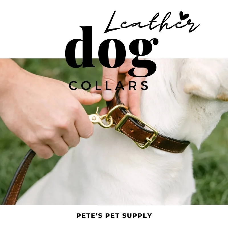 Leather Dog Collars: Comfort, Durability, and Style for Your Pet