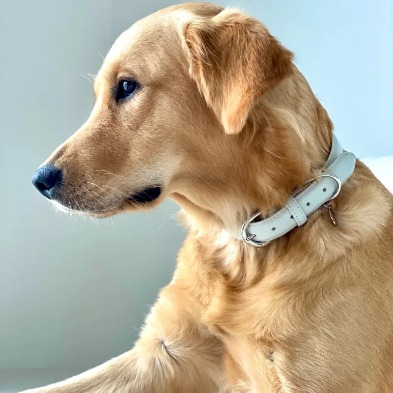 you can keep your dog's leather collar looking beautiful