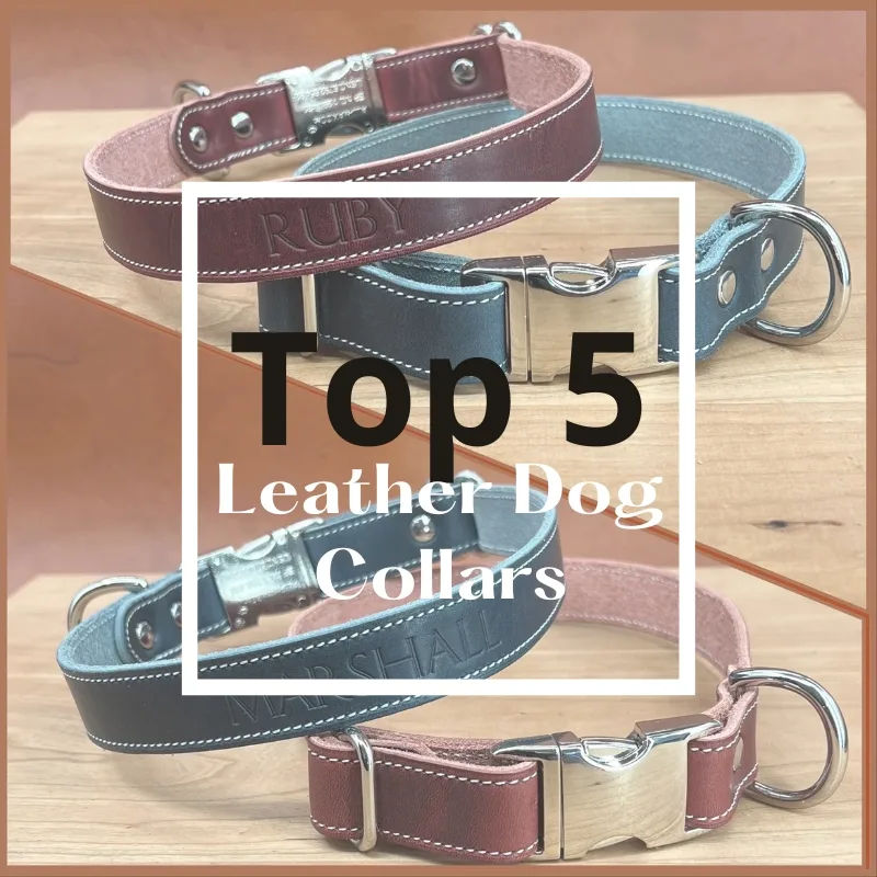 Leather Dog Collar – Top 5 Stores You Can’t Miss!