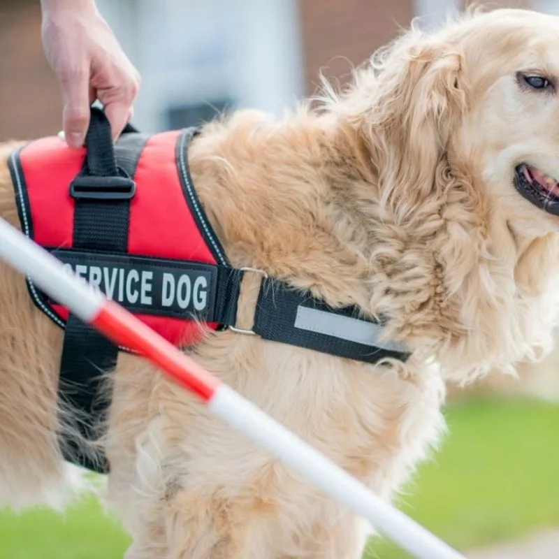 Chewy service dog vest hotsell