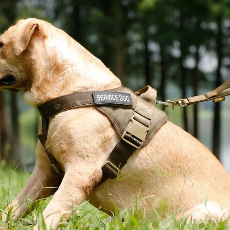 Service Dog in a Tactical Vest