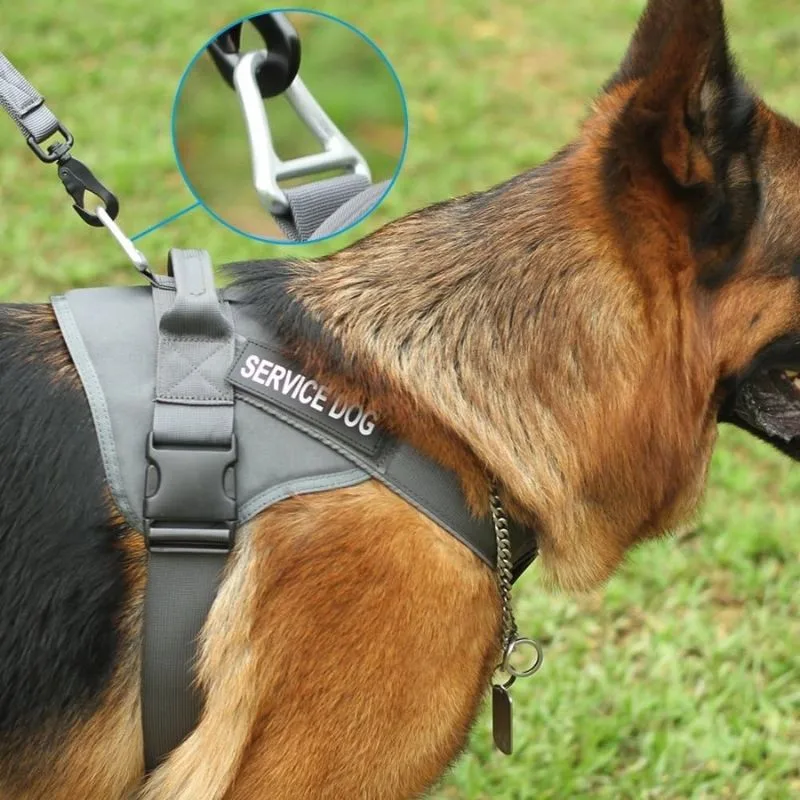 Secure harness when taking dog out