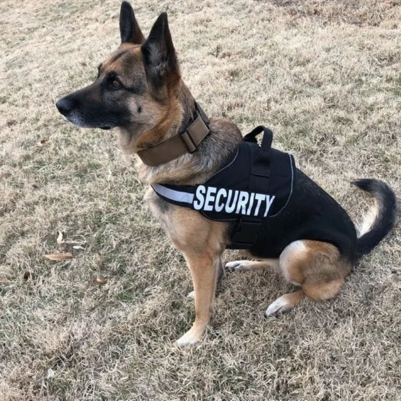 service dogs are not required to wear vests