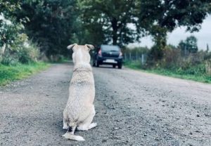 Abandoned Dogs