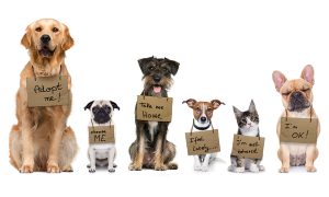 Animal Rescue