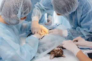 Animal Surgery