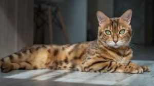 Bengal Cat