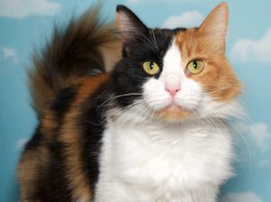 Cat Coat Colors