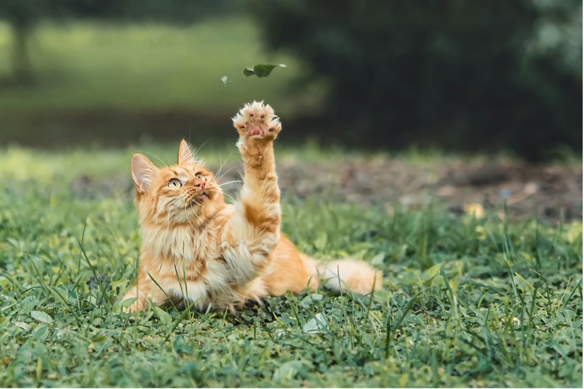 Cat Behavior