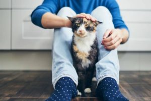 Cat Care