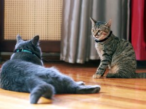 Cat Communication