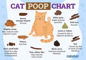 Cat Constipation
