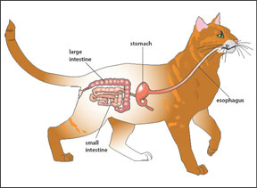 Cat Digestive System