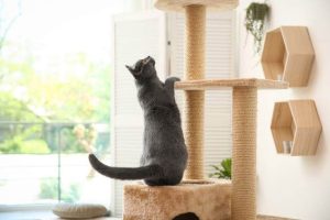 Cat Enrichment Ideas