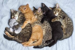 Cat Genetics