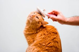 Cat Grooming