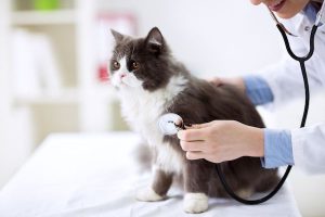Cat Health