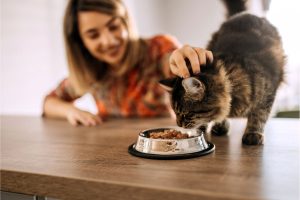 Cat Nutrition