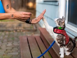 Cat Training