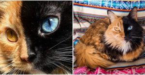 Chimera Cats