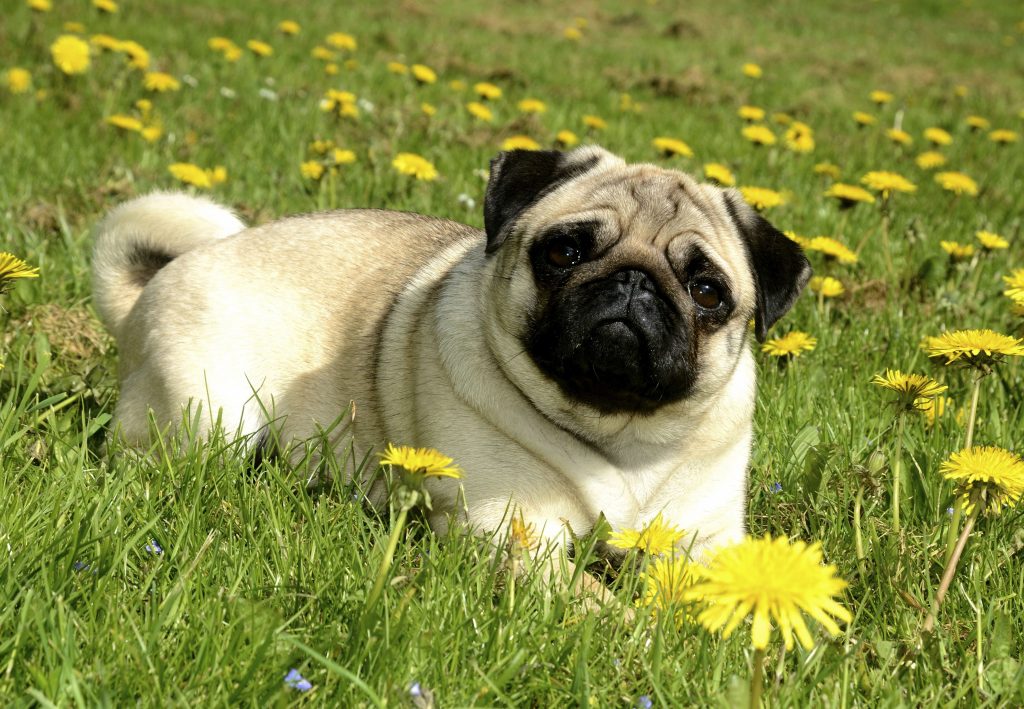 Companion Dogs