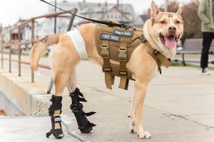Disabled Dogs