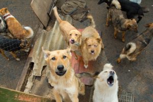 Dog Adoption