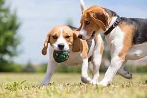 Dog Behavior