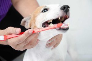 Dog Dental Health