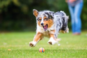 Dog Exercise