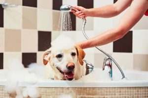 Dog Hygiene