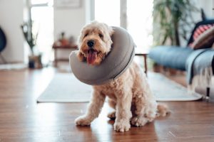 Dog Recovery