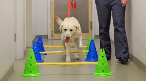 Dog Rehabilitation