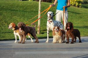 Dog Safety